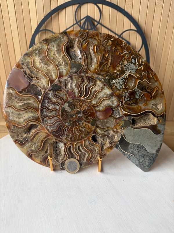Ammonite (1.445kg)