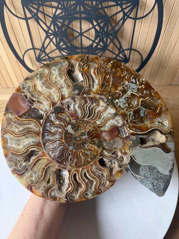 Ammonite (1.445kg)