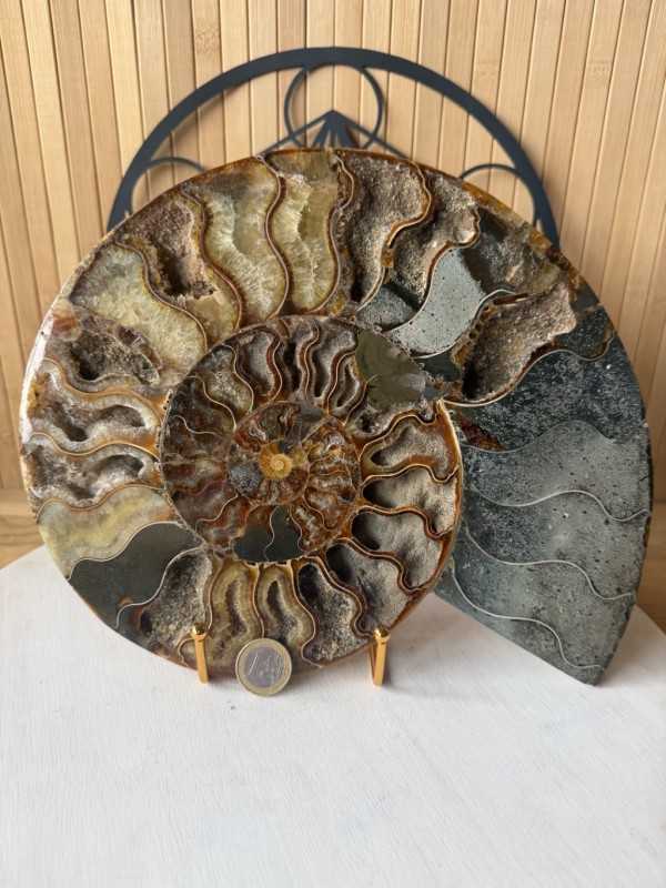 Ammonite (1.67kg)