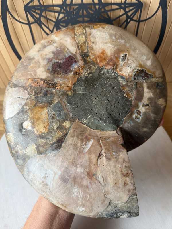 Ammonite (1.67kg)