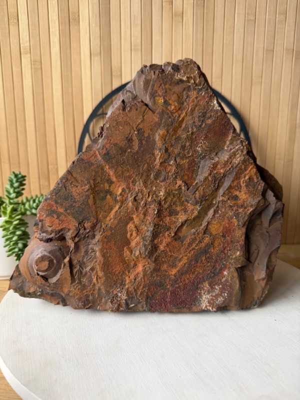 Œil de tigre (12.8kg)