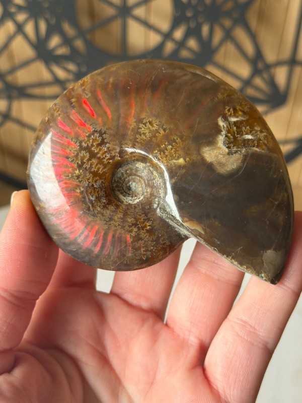 Ammonite (0.135kg)