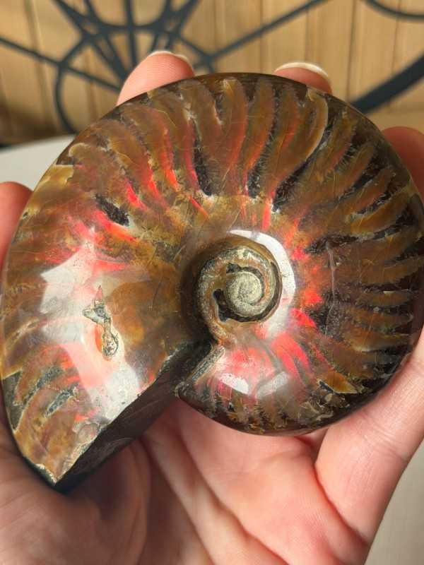Ammonite (0.238kg)