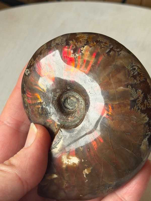 Ammonite (0.185kg)