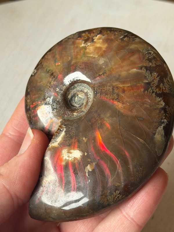 Ammonite (0.185kg)