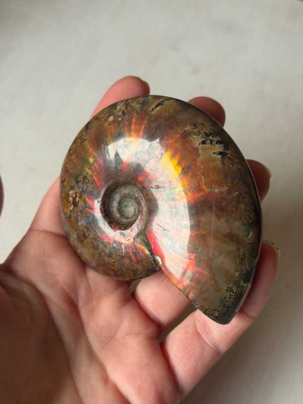 Ammonite (0.155kg)