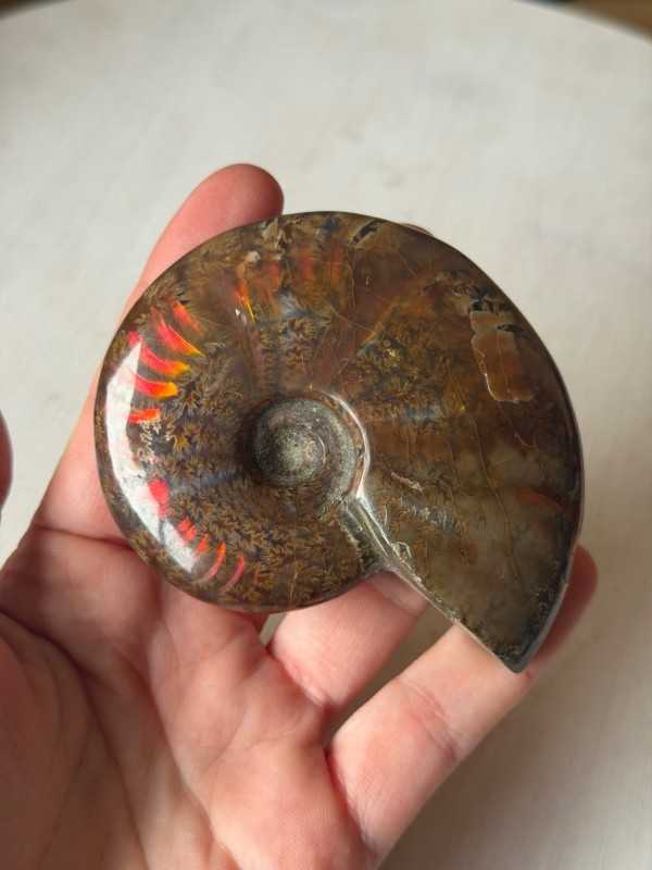 Ammonite (0.155kg)