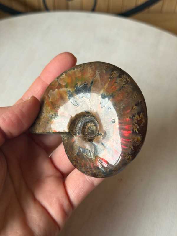 Ammonite (0.155kg)