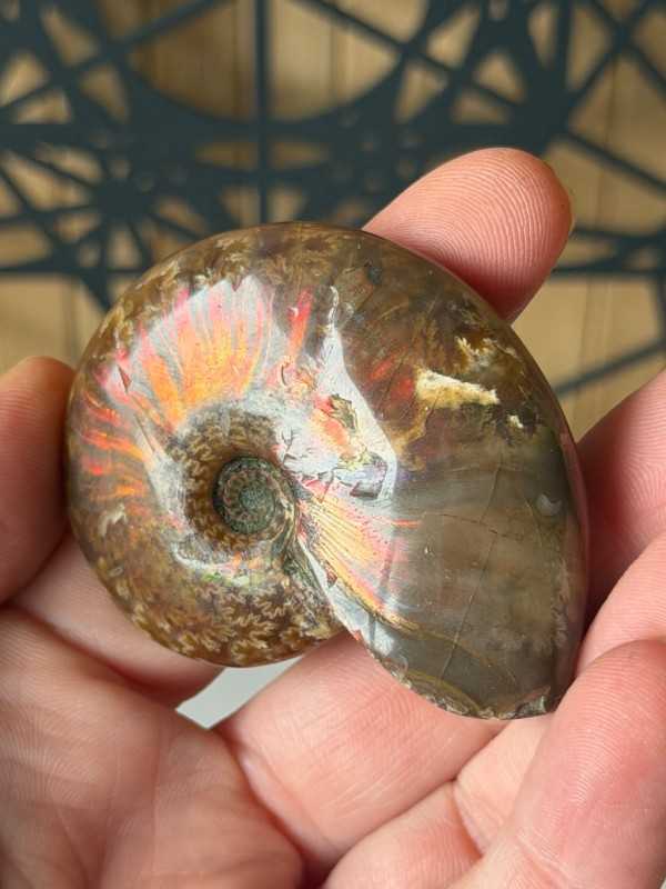 Ammonite (0.05kg)