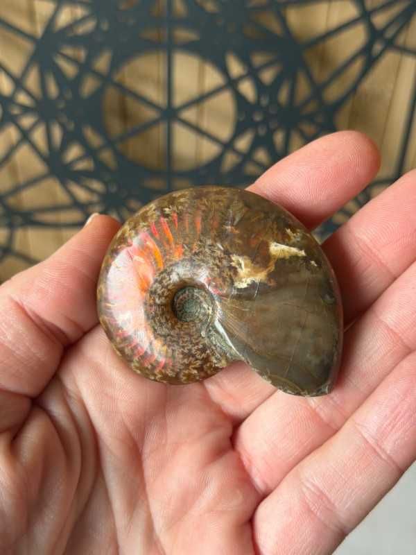 Ammonite (0.05kg)