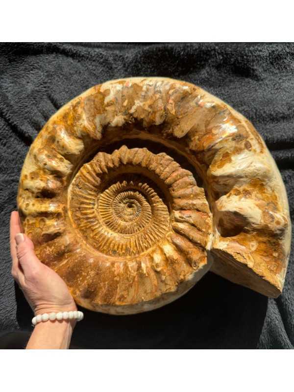 Ammonite (16kg)