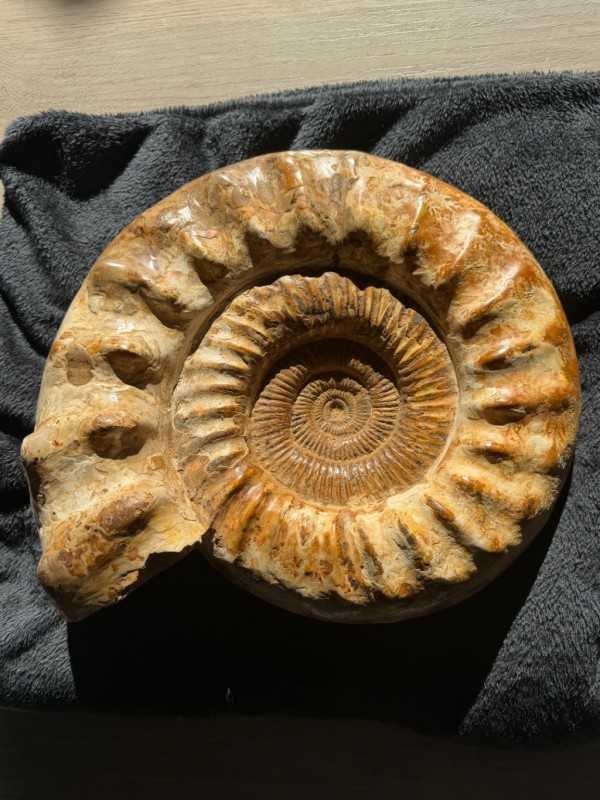 Ammonite (16kg)