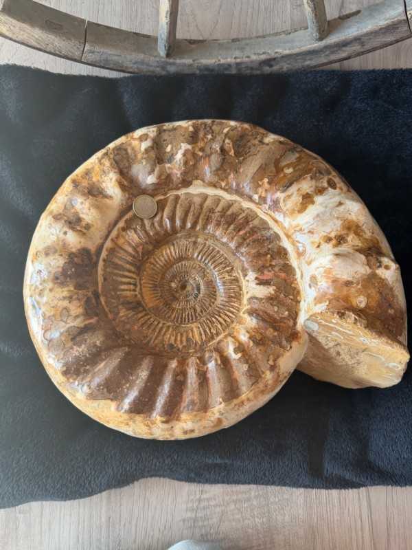 Ammonite (16kg)