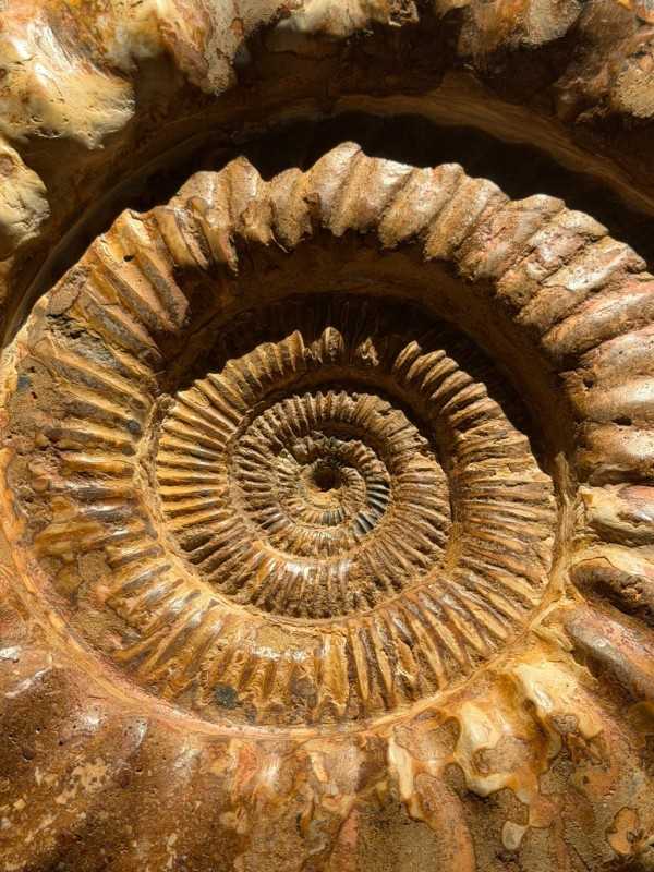 Ammonite (16kg)