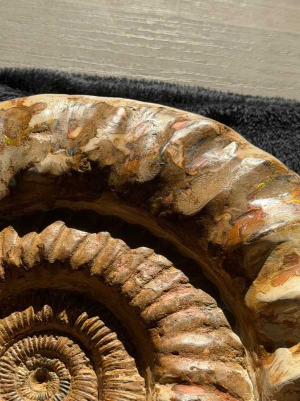 Ammonite (16kg)