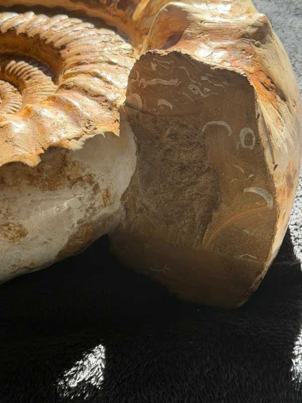 Ammonite (16kg)