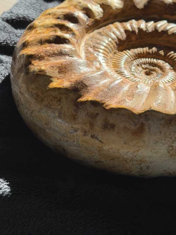 Ammonite (16kg)