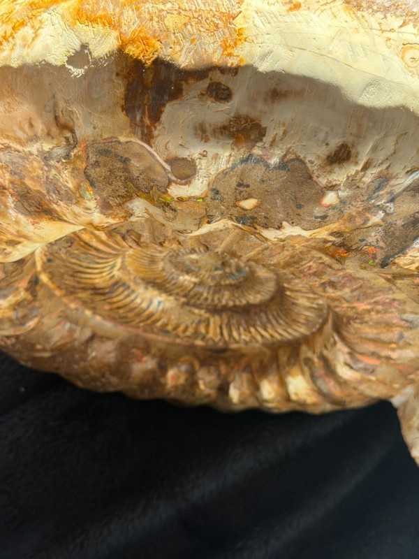 Ammonite (16kg)