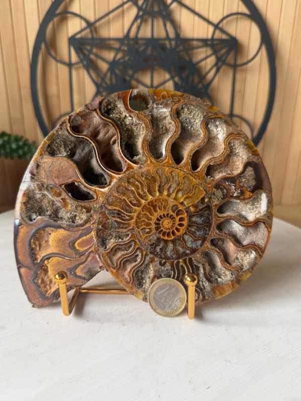 Ammonite (0.32kg)