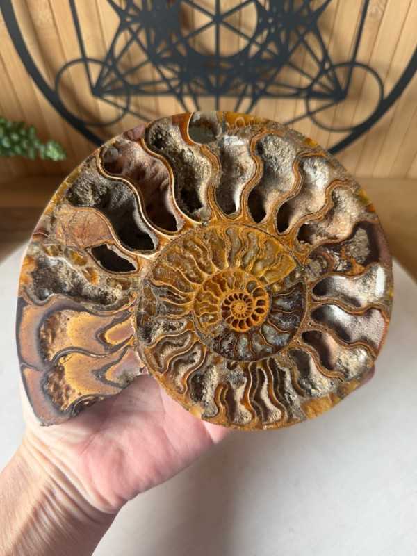 Ammonite (0.32kg)