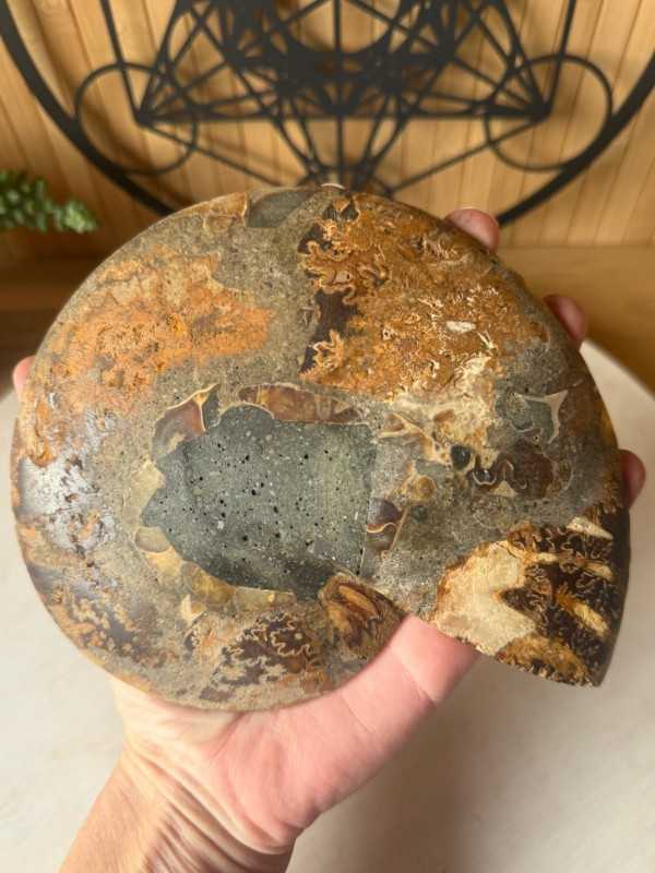 Ammonite (0.32kg)
