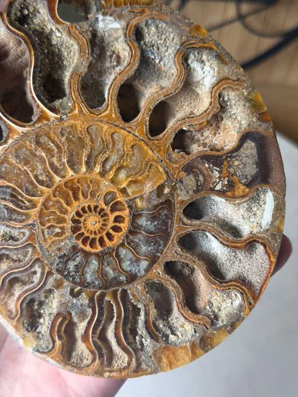 Ammonite (0.32kg)