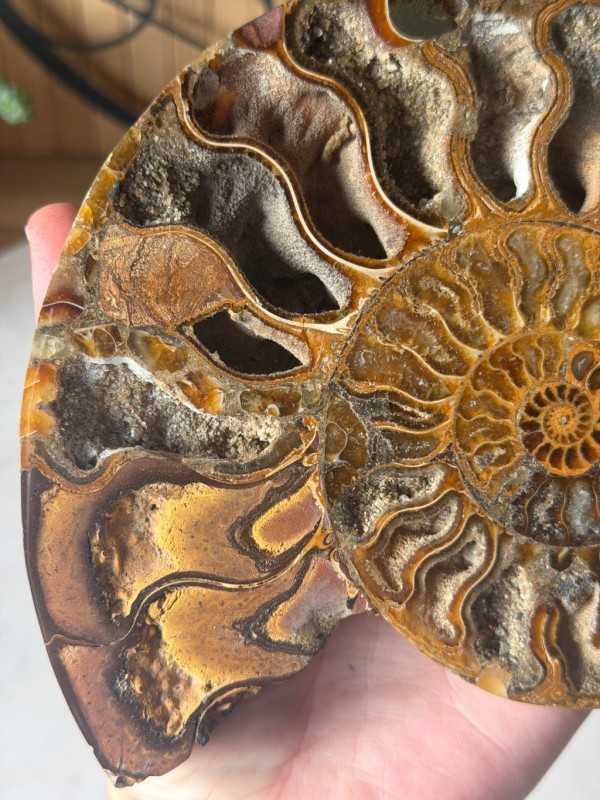 Ammonite (0.32kg)