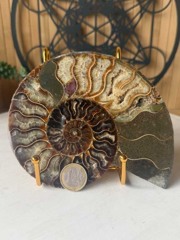 Ammonite (0.41kg)