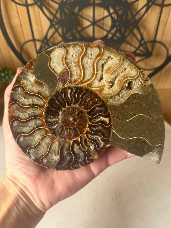 Ammonite (0.41kg)