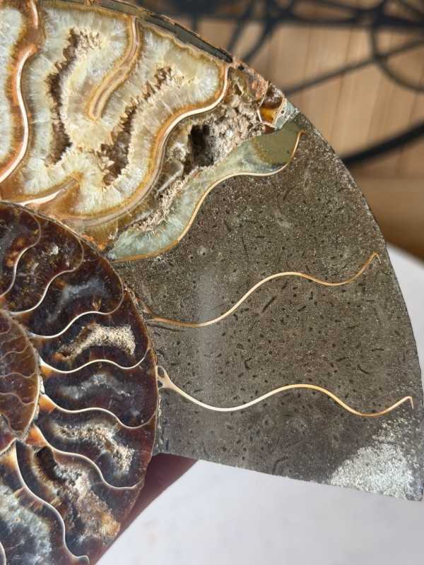 Ammonite (0.41kg)