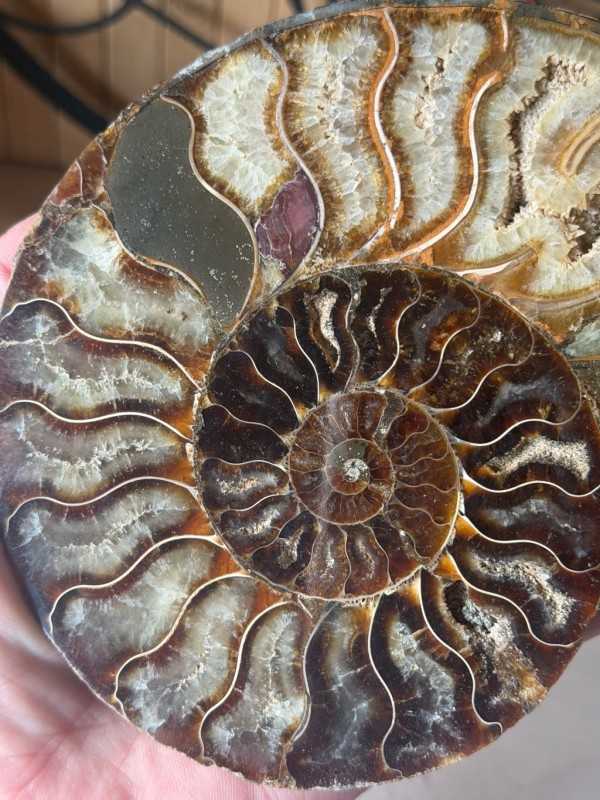 Ammonite (0.41kg)