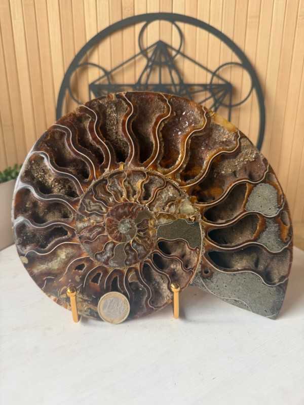 Ammonite (0.705kg)