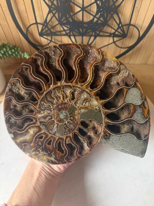Ammonite (0.705kg)
