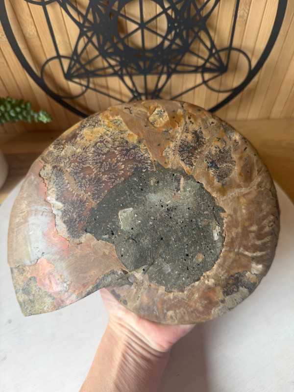 Ammonite (0.705kg)