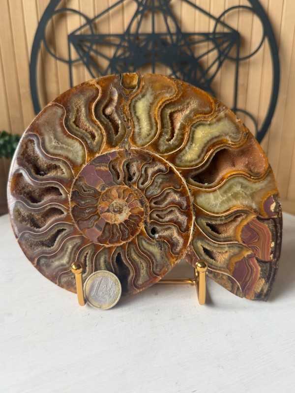 Ammonite (0.512kg)