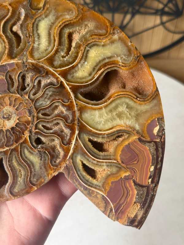 Ammonite (0.512kg)