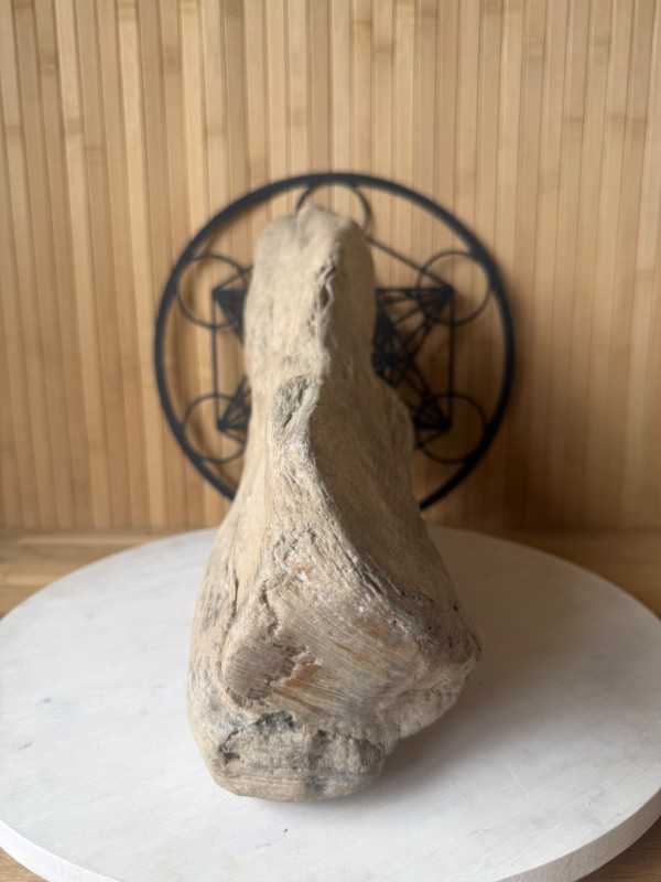 Bois fossilisé (7.2kg)