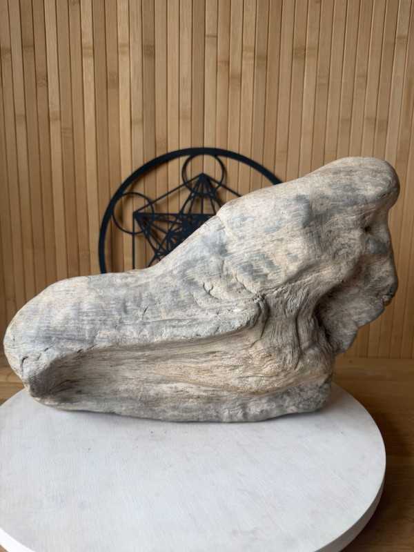 Bois fossilisé (7.2kg)