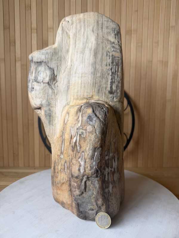 Bois fossilisé (7.3kg)