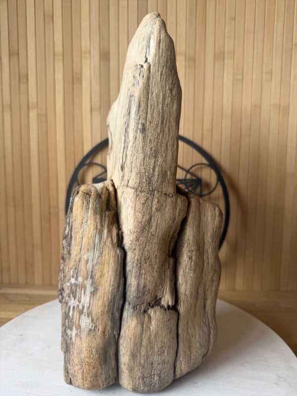 Bois fossilisé (7.3kg)