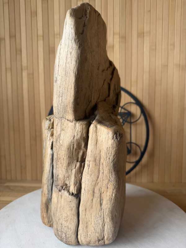 Bois fossilisé (7.3kg)