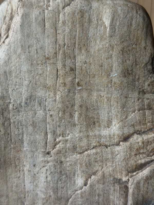 Bois fossilisé (7.3kg)