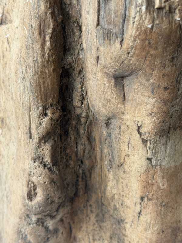 Bois fossilisé (7.3kg)