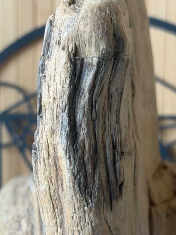 Bois fossilisé (7.3kg)