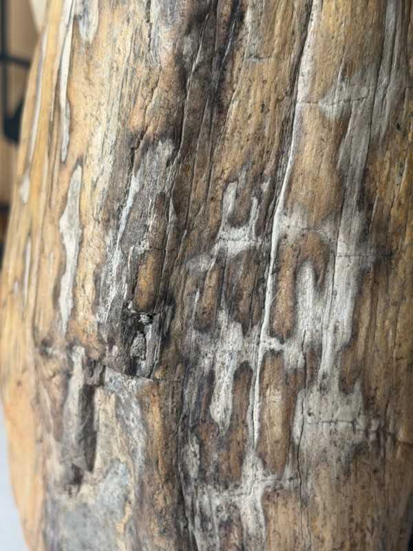 Bois fossilisé (7.3kg)