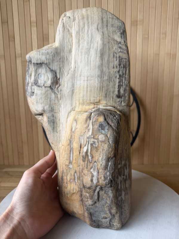 Bois fossilisé (7.3kg)