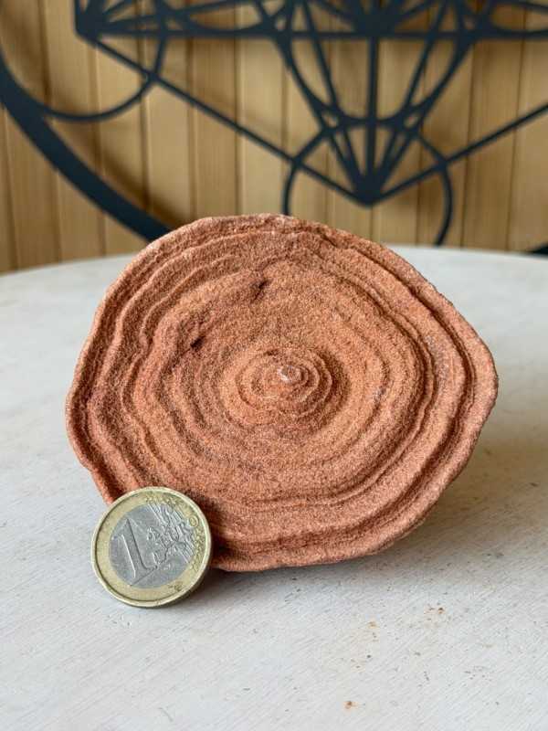 Stromatolithes (0.285kg)