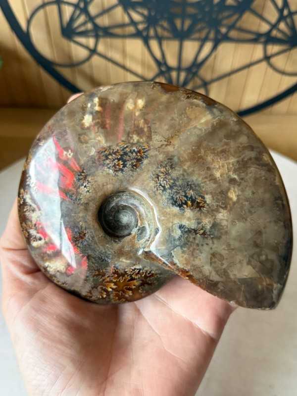 Ammonite (0.535kg)