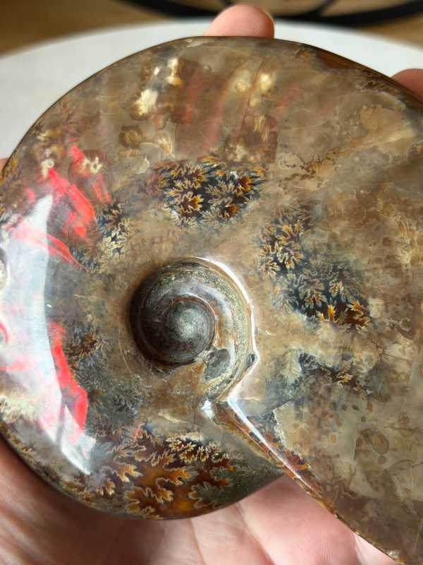 Ammonite (0.535kg)