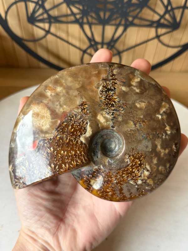 Ammonite (0.535kg)